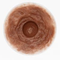 DIVINE COLLECTION APHRODITE  - nipple color rose